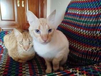 Bild von Harpo
