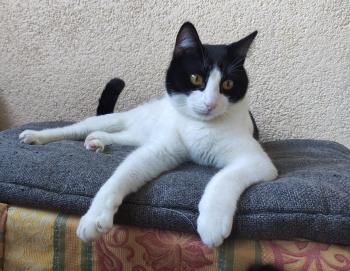 Tico Bild von Tico