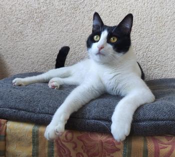 Tico Bild von Tico