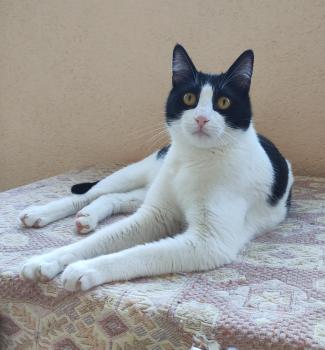 Tico Bild von Tico