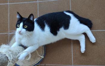 Tico Bild von Tico