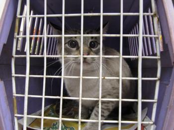 Chopi Bild von Chopi