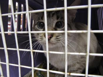 Chopi Bild von Chopi