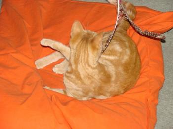 Lili Bild von Tucker