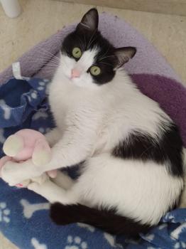 Suki Bild von Suki