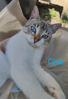 Cloe Bild von Cloe