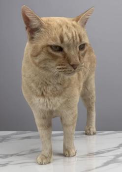 Bild von Amarillito