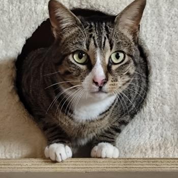 Bild von Miau