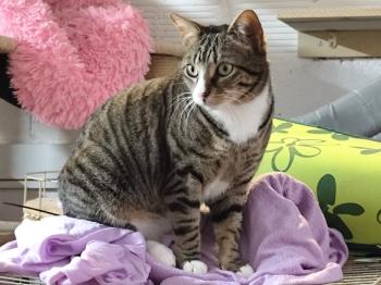 Bild von Miau