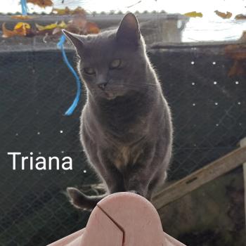Triana Bild von Triana