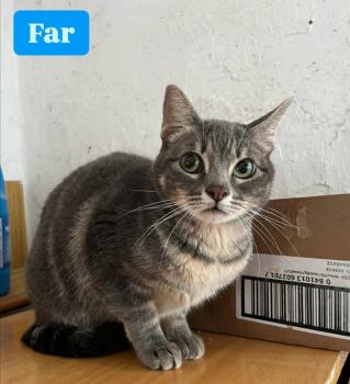 Far Bild von Far