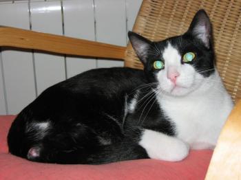 Pitus Bild von Pitus