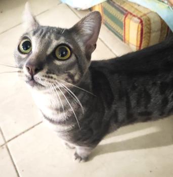Basil Bild von Basil