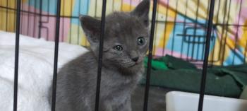 Sasha Bild von Sasha