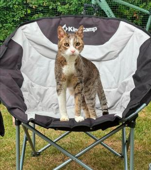 Simba Bild von Simba
