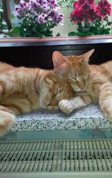 Simba Bild von Simba