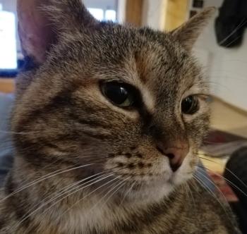 Hannah Bild von Hannah