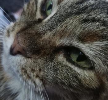 Hannah Bild von Hannah