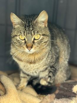 Pinara Bild von Pinara