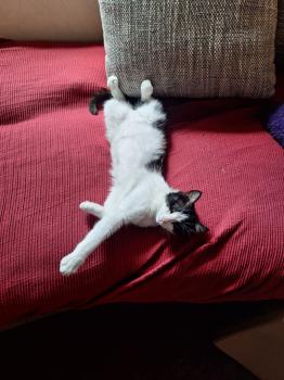 Suki Bild von Suki