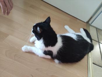 Svava Bild von Svava