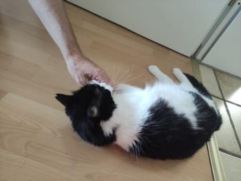 Svava Bild von Svava