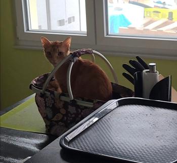 Trapete Bild von Trapete