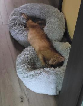 Trapete Bild von Trapete
