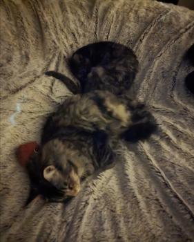 Fifi Bild von Fifi