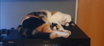 Clarisa Bild von Clarisa