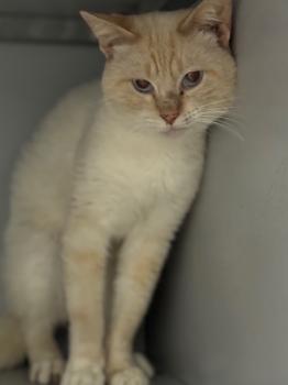 Bild von Cherry