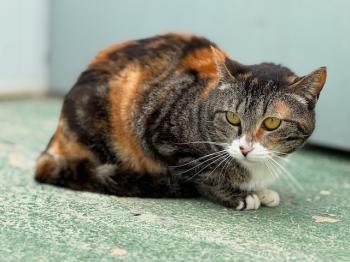 Bild von Paloma