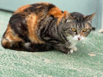Bild von Paloma