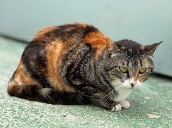 Bild von Paloma