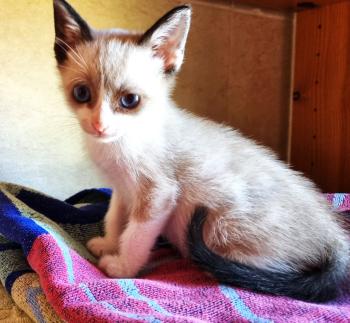 Shanti Bild von Shanti