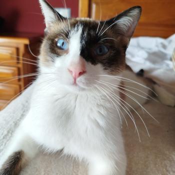 Merlin Bild von Merlin