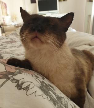 Gandalf Bild von Gandalf
