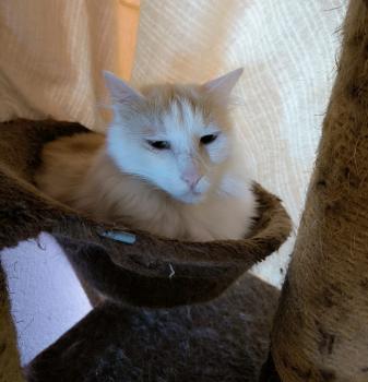 Nacho Bild von Nacho