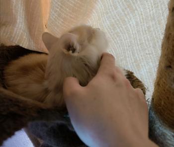 Nacho Bild von Nacho