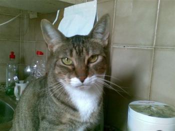 Timi Bild von Timi