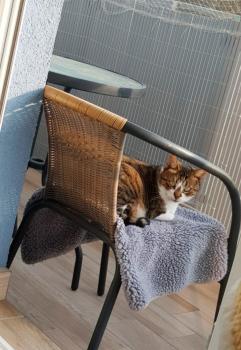 Bild von Mijou