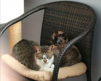 Bild von Mijou