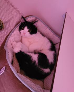 Balu Bild von Balu