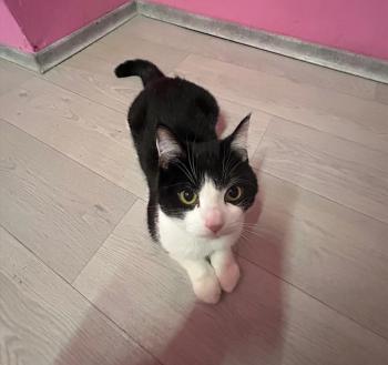 Balu Bild von Balu