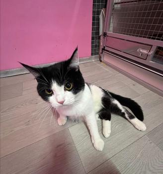 Balu Bild von Balu