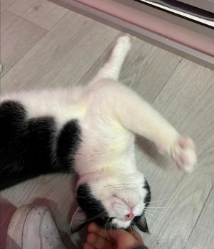 Balu Bild von Balu