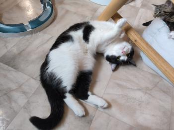 Balu Bild von Balu