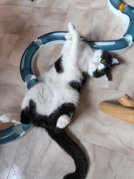 Balu Bild von Balu