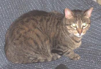 Chatri Bild von Chatri