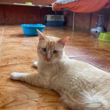 Limon Bild von Limon